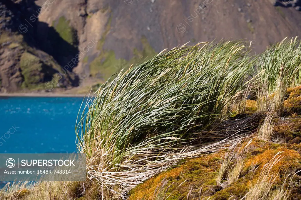 Tussock-grass, Grytviken, King Edward Cove, South Georgia, South Sandwich Islands, British Overseas Territory, Subantarctic, Antarctica