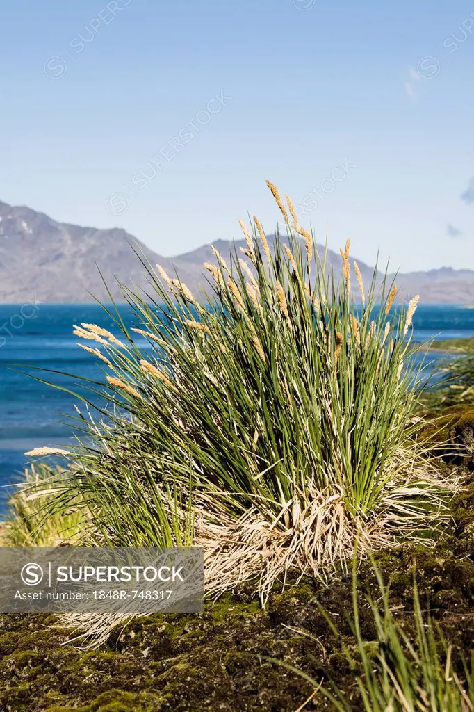 Tussock-grass, Grytviken, Cumberland East Bay, South Georgia, South Sandwich Islands, British Overseas Territory, South Atlantic Ocean, Subantarctic, ...