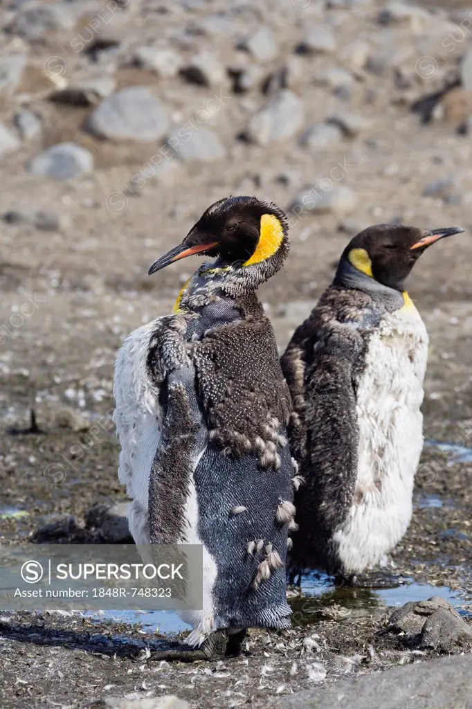 Moulting King Penguins (Aptenodytes patagonicus), South Georgia, Antarctica