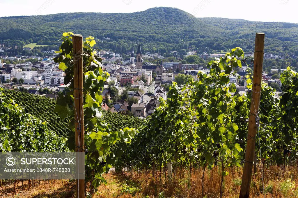 Vines on the Rotweinwanderweg wine trail, Bad Neuenahr-Ahrweiler, Rhineland-Palatinate, Germany, Europe