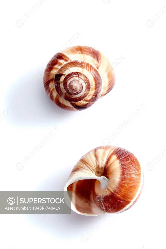 Two snail housings