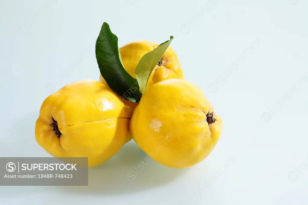 Three quinces (Cydonia oblonga) with leaves