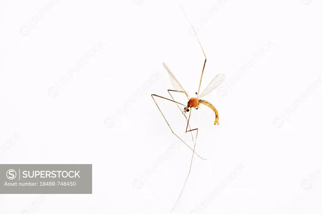 Crane Fly (Tipulidae)