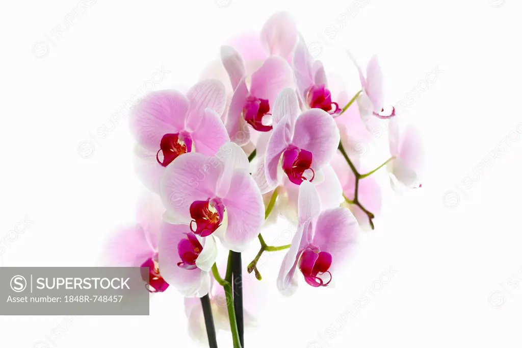 Pink Orchids (Orchidaceae)