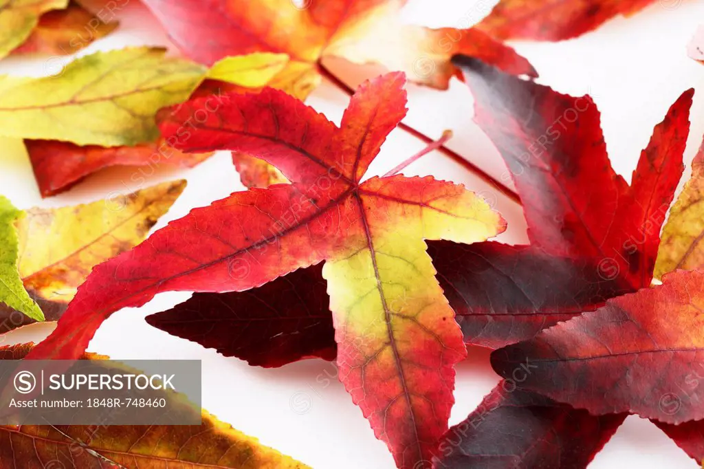 Autumn leaves of American Sweetgum (Liquidambar styraciflua)