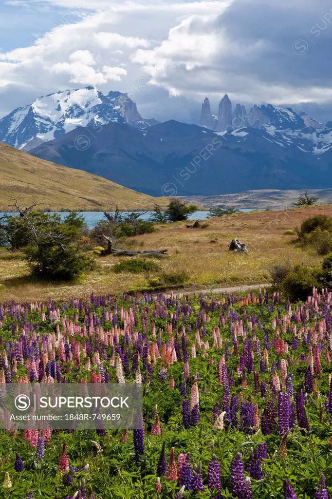 Colourful lupine field (Lupinus) with views of the peaks of the granite mountains of the Torres del Paine National Park, Magallanes Region, Patagonia,...