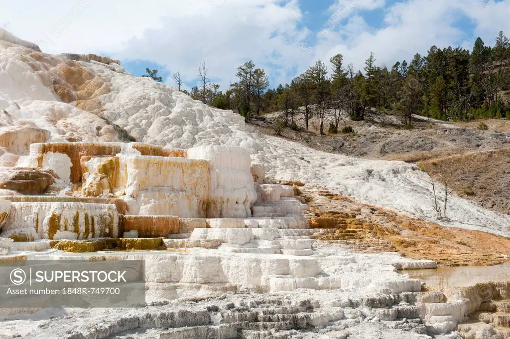 Geomorphology, white and yellow limestone sinter terraces, Palette Spring, Mammoth Hot Springs, Yellowstone National Park, Wyoming, USA, United States...