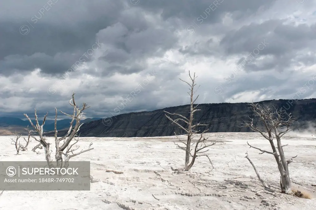 Geomorphology, limestone sinter terraces, dead trees, Canary Spring, Main Terrace, Mammoth Hot Springs, Yellowstone National Park, Wyoming, USA, Unite...