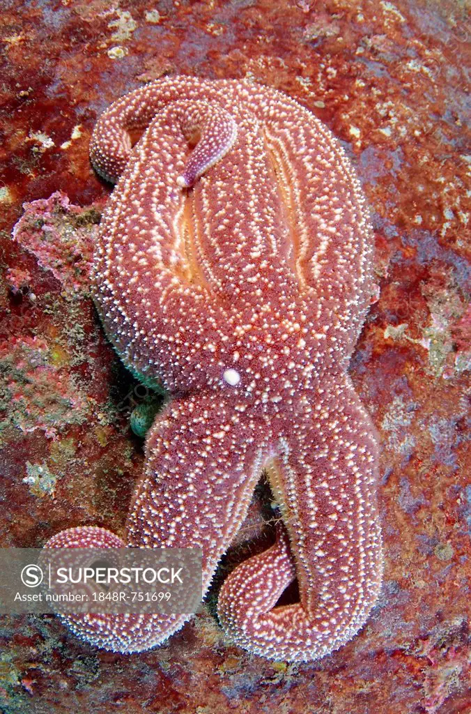 Starfish (Asterias rollestini), Japan Sea, Far East, Primorsky Krai, Russian Federation
