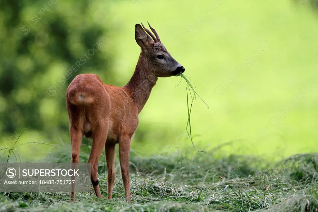 Roe deer (Capreolus capreolus), young buck, Allgaeu, Bavaria, Germany, Europe