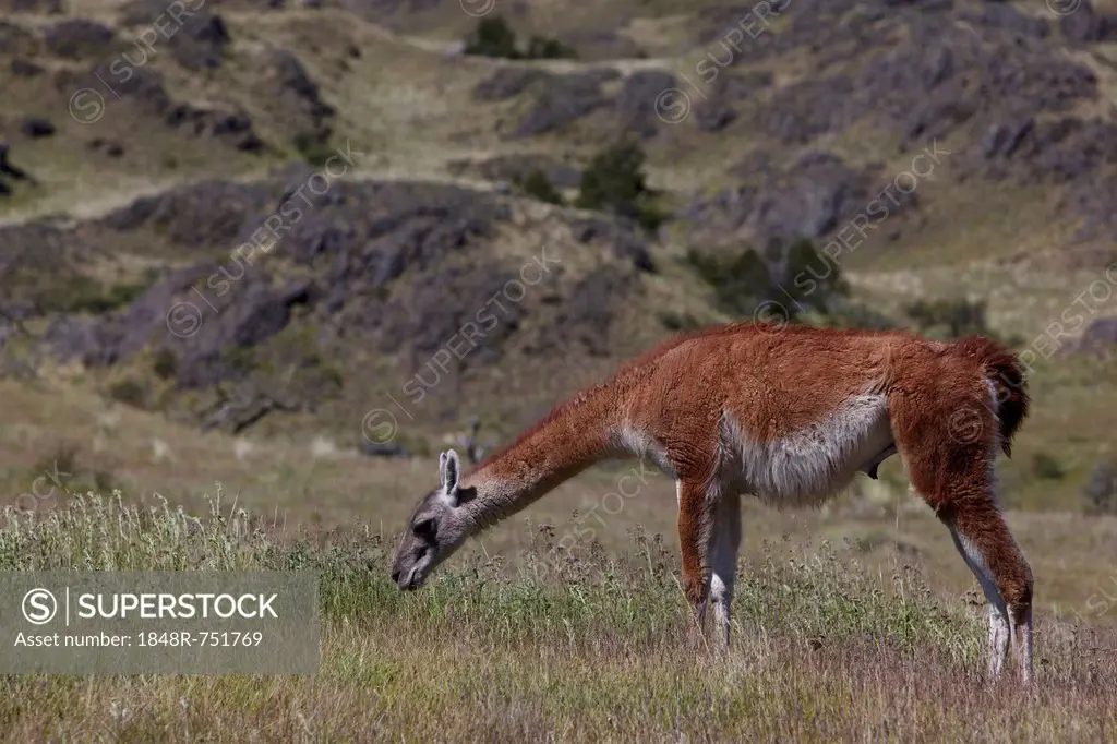 Wild Guanaco (Lama guanicoe), grazing on a meadow, Cochrane, Aysén Region, Patagonia, Chile, South America, Latin America, America