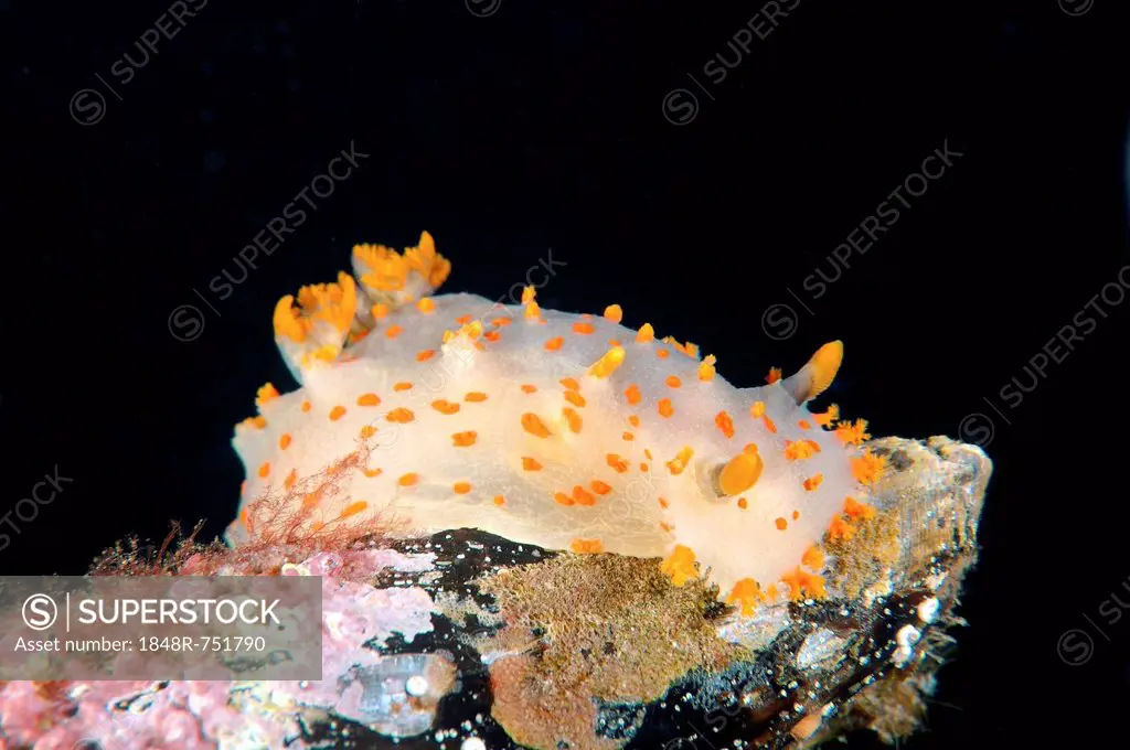Clown Nudibranch (Triopha catalinae, Triopha pasifica), Japan Sea, Far East, Primorsky Krai, Russian Federation