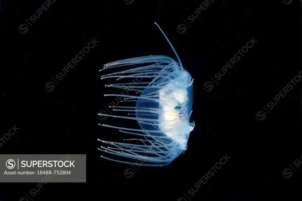 Clinging Jellyfish (Gonionemus vertens), Japan Sea, Primorsky Krai, Russian Federation, Far East