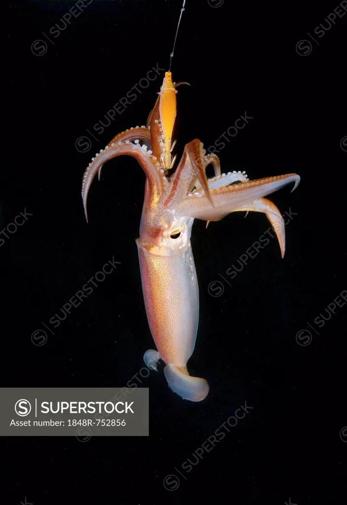 Night fishing on a squid, Japanese common squid or Japanese flying squid (Todarodes pacificus), Japan Sea, Primorsky Krai, Russian Federation, Far Eas...