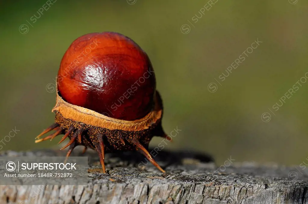 Chestnut (Aesculus hippocastanum)
