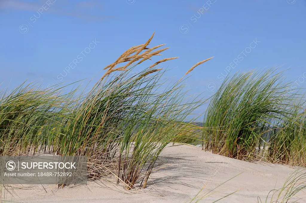 Beach grass (Ammophila), Amrum, North Sea, Schleswig-Holstein, Germany, Europe