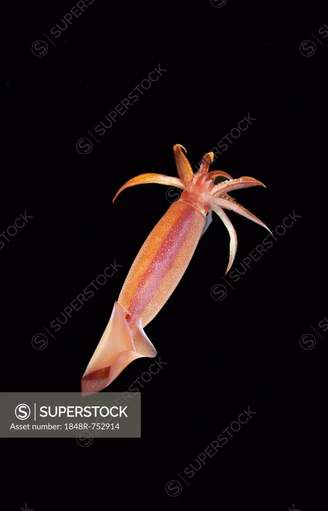 Japanese common squid or Japanese flying squid (Todarodes pacificus), Japan Sea, Primorsky Krai, Russian Federation, Far East
