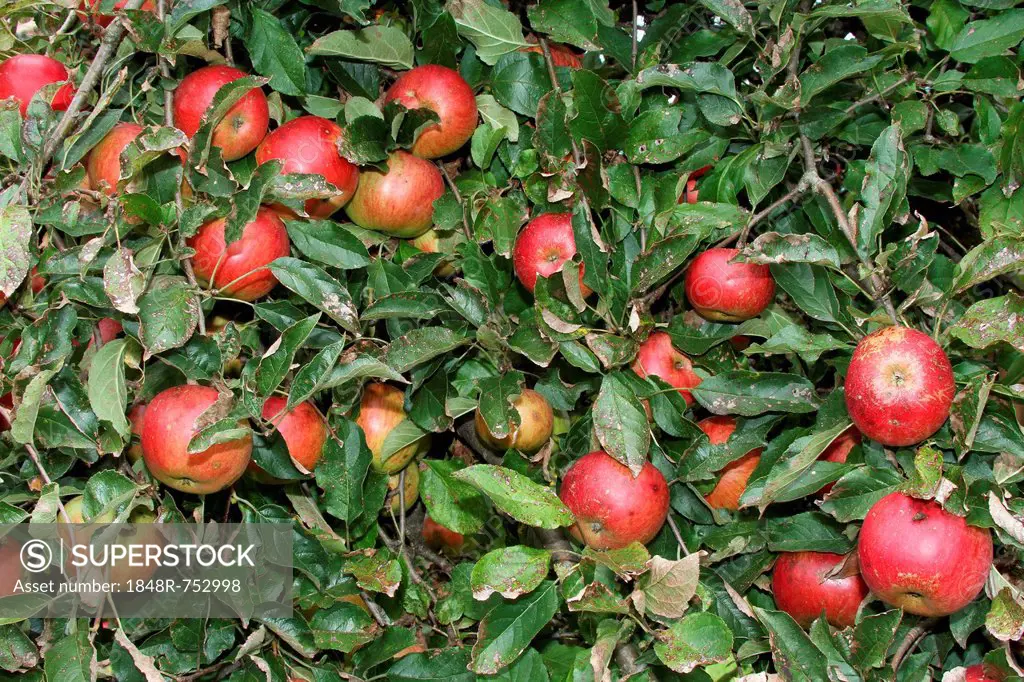 Idared apples, organic farming, Austria, Europe