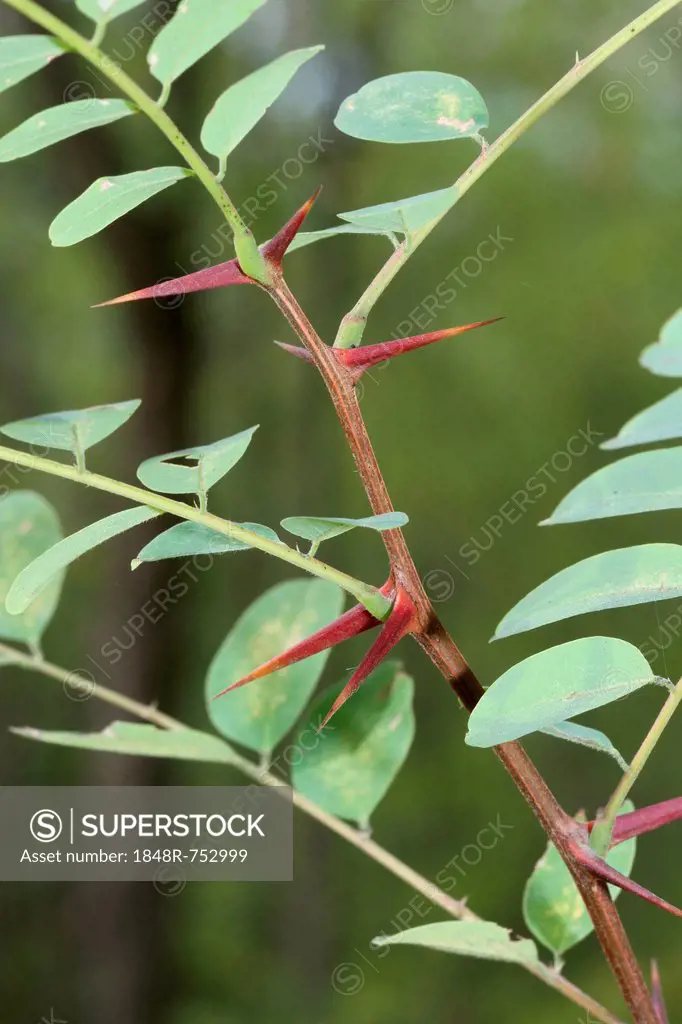 Leaves and thorns of an Acacia (Acacia), Hungary, Europe