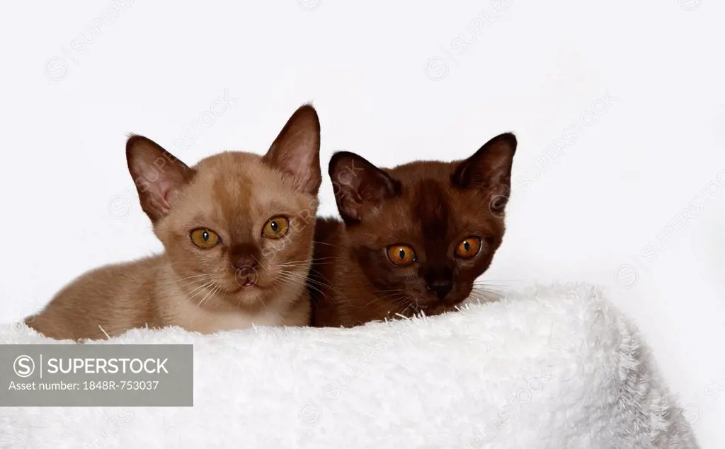 Two Burmese cats, 10 weeks old, on a white cuddly cushion