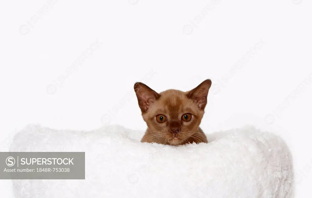 Burmese cat, 10 weeks old, on a white cuddly cushion