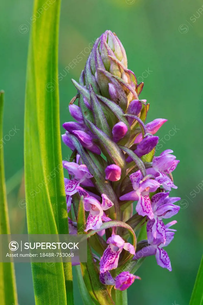 Marsh orchid (Dactylorhiza incarnata), Ingolstadt, Bavaria, Germany, Europe