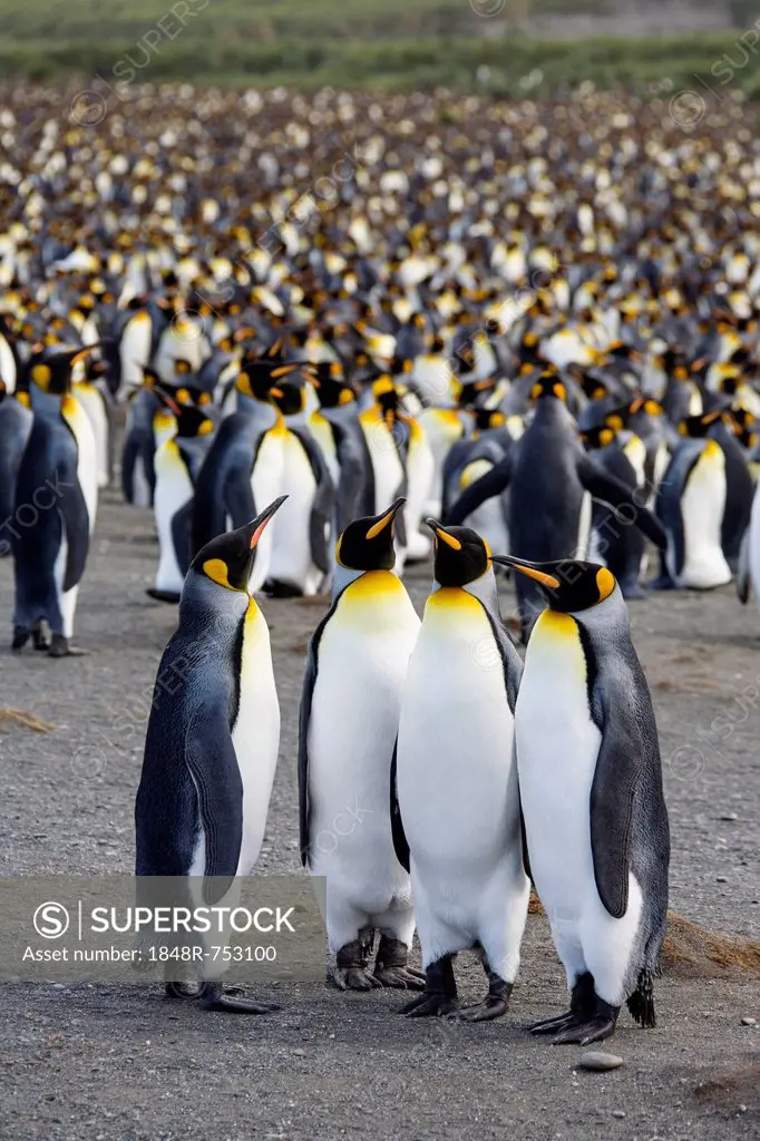 Breeding colony of King Penguins (Aptenodytes patagonicus), Gold Harbour, South Georgia, Subantarctic, Antarctica
