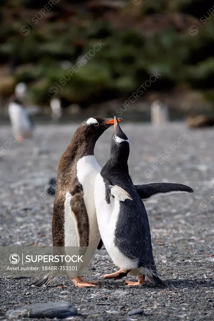 Gentoo Penguins (Pygoscelis papua), chick begging for food, Gold Harbour, South Georgia, Subantarctic, Antarctica
