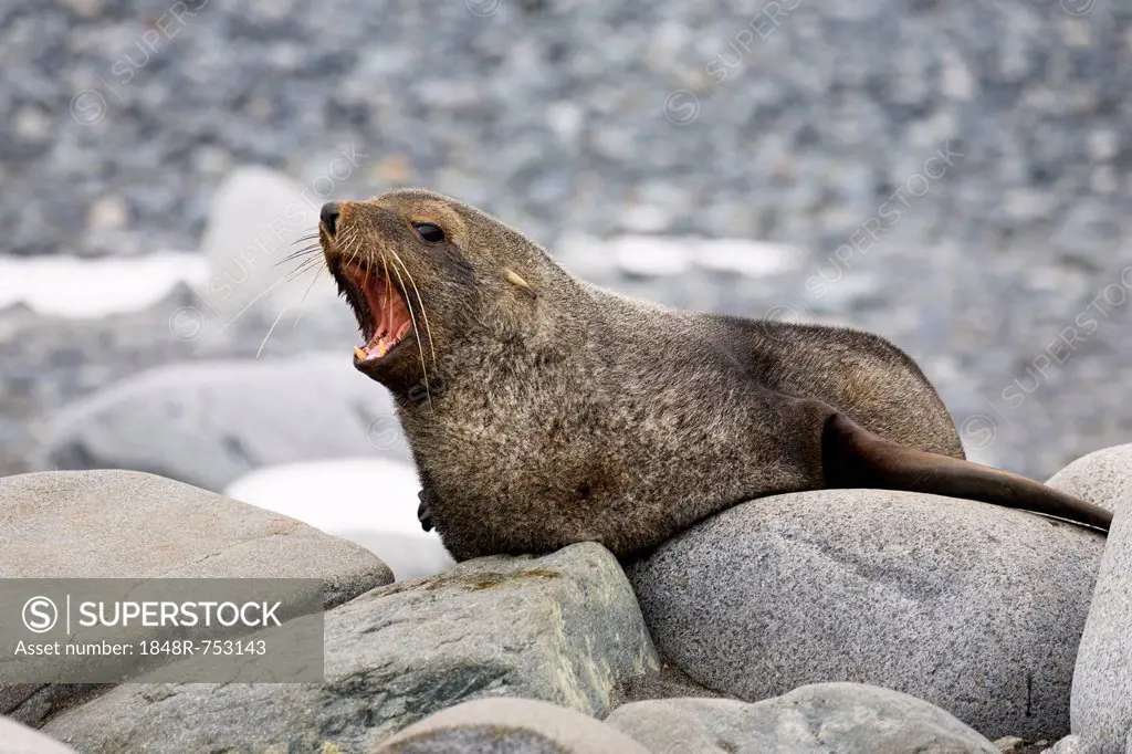 Antarctic Fur Seal (Arctocephalus gazella), threatening, Half Moon Island, South Shetland Islands, Antarctica