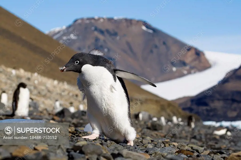 Young Gentoo Penguin (Pygoscelis papua), moulting, Antarctic Peninsula, Antarctica