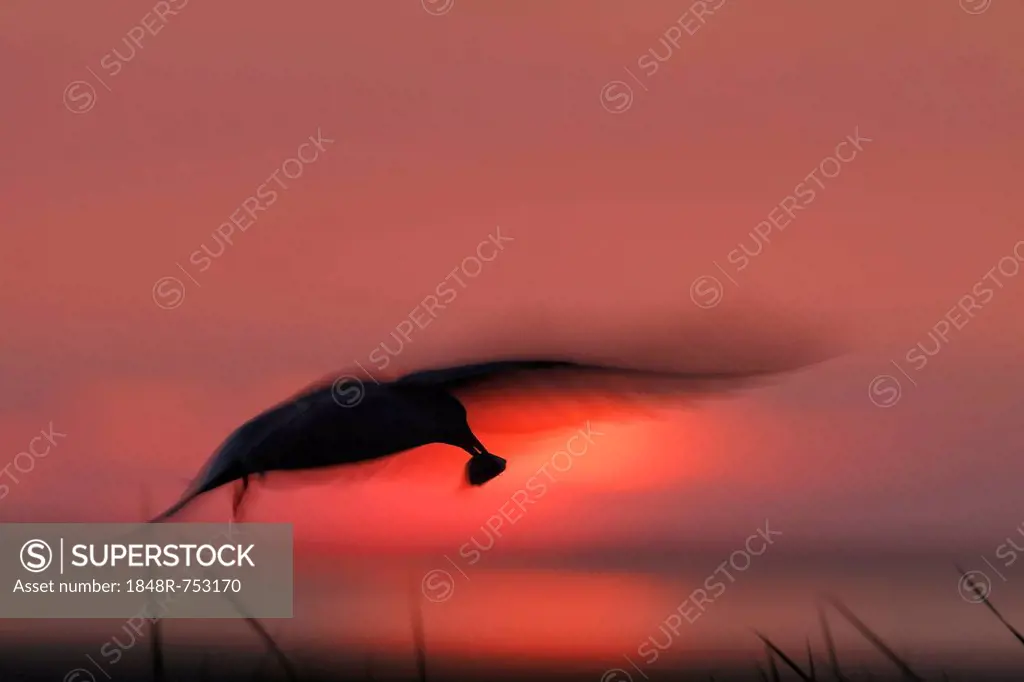 Common Tern (Sterna hirundo) with prey against the light at sunset, Minsener Oog, East Frisian Islands, Lower Saxony Wadden Sea National Park, Lower S...