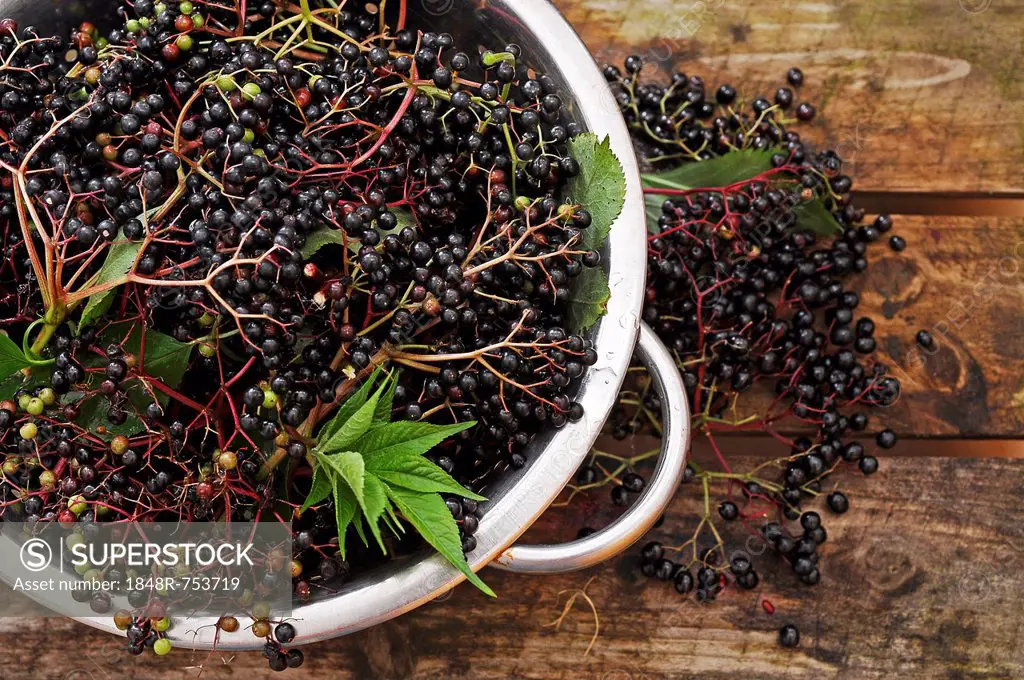 Elderberries (Sambucus nigra) in a colander