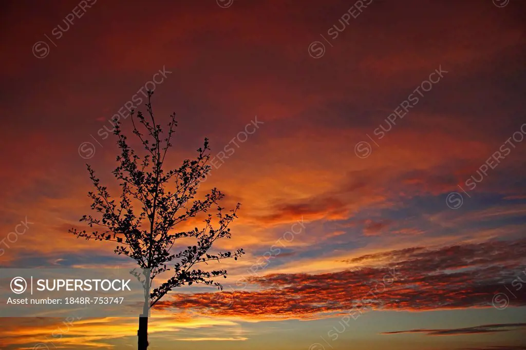Sunset, painted sky, evening mood, clouds, young tree, Biberach district, Upper Swabia, Baden-Wuerttemberg, Germany, Europe