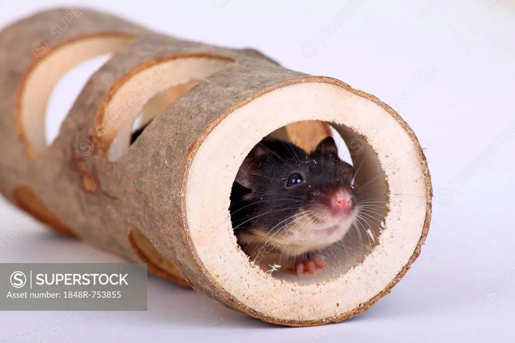 Fancy Mouse looking out of a wooden tube, a domesticated form of the House Mouse (Mus musculus)