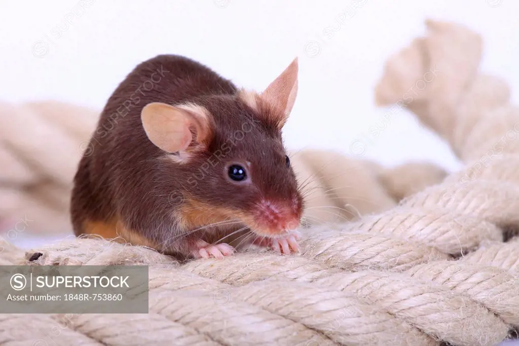 Fancy Mouse, a domesticated form of the House Mouse (Mus musculus)