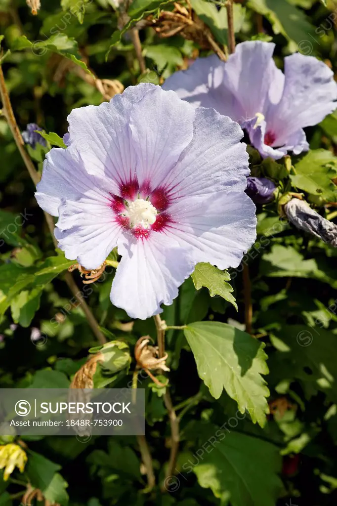 Hibiscus (Hibiscus), hybrid, Violet Clair Double, purple