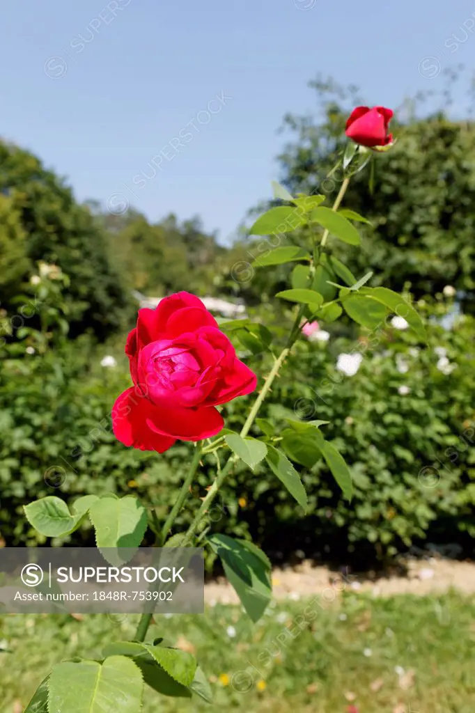 Red rose (Rosa)