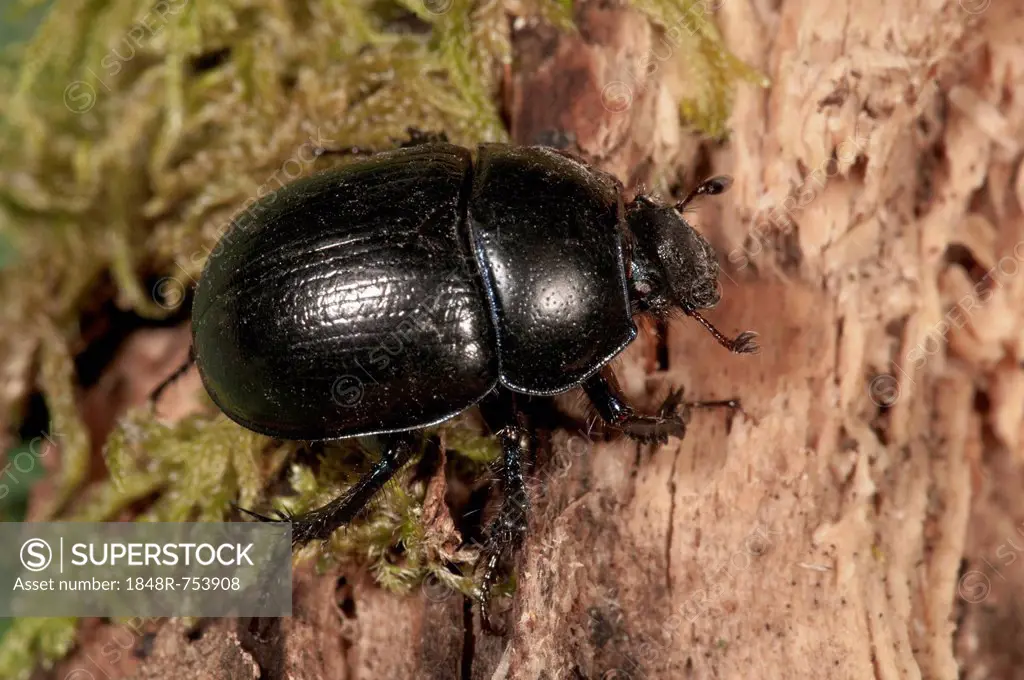 Forest Dung Beetle (Anoplotrupes stercorosus) Untergroeningen, Baden-Wuerttemberg, Germany, Europe