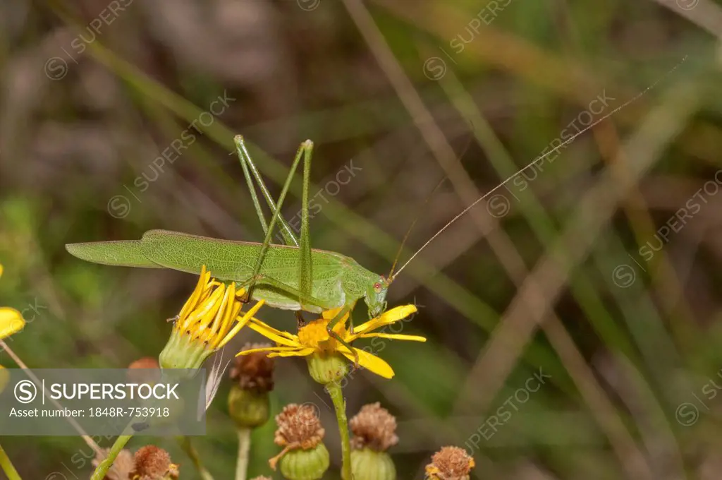 Sickle-bearing Bush Cricket (Phanoptera falcata), Neresheim, Baden-Wuerttemberg, Germany, Europe
