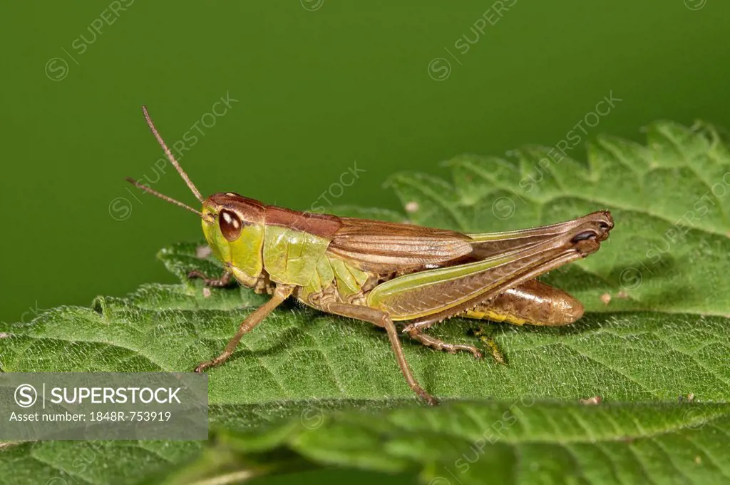 Meadow Grasshopper (Chorthippus parallelus), female, Untergroeningen, Baden-Wuerttemberg, Germany, Europe