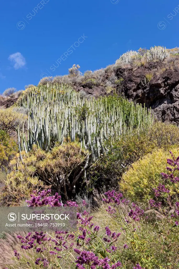 Canary Island Spurge (Euphorbia canariensis), in front of Los Azulejos, Gran Canaria, Canary Islands, Spain, Europe, PublicGround
