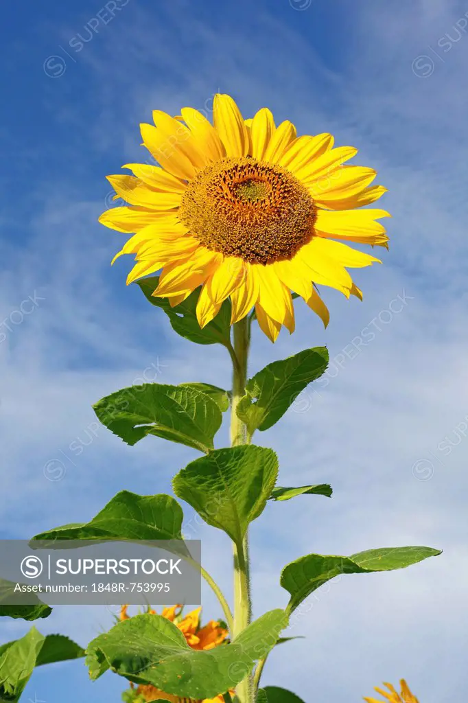 Sunflower (Helianthus annuus)
