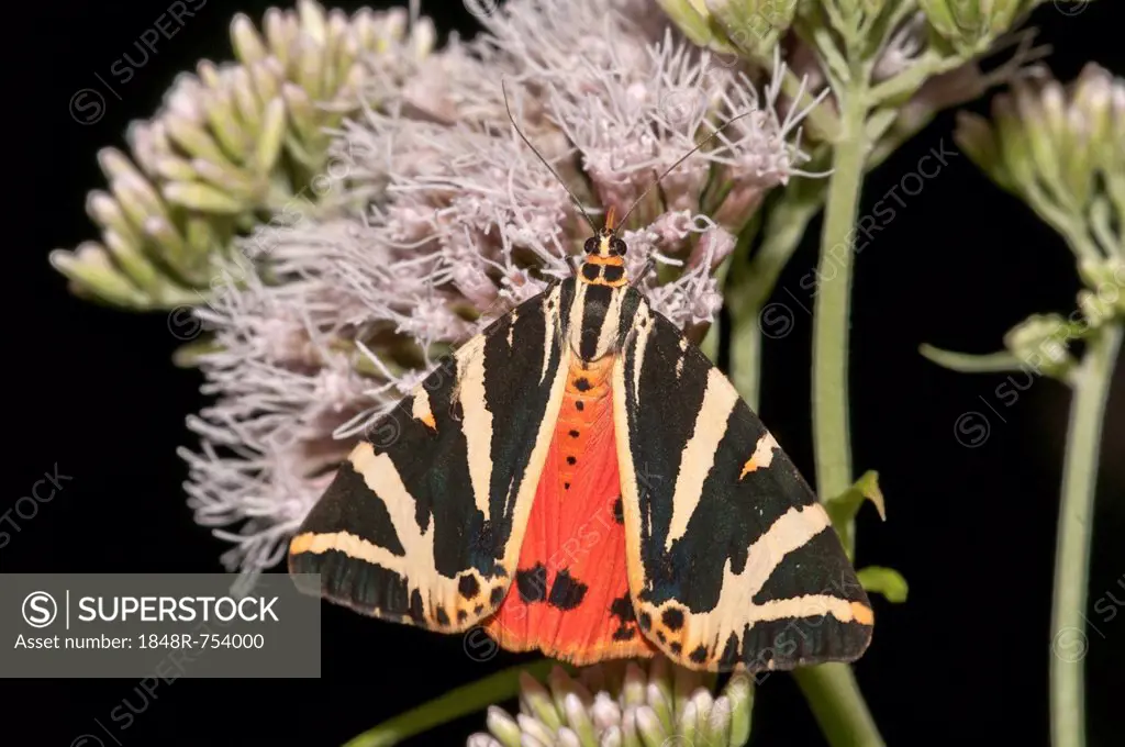 Jersey Tiger moth (Euplagia quadripunctaria) on Boneset or Thoroughwort, Aufhausen, Baden-Wuerttemberg, Germany, Europe