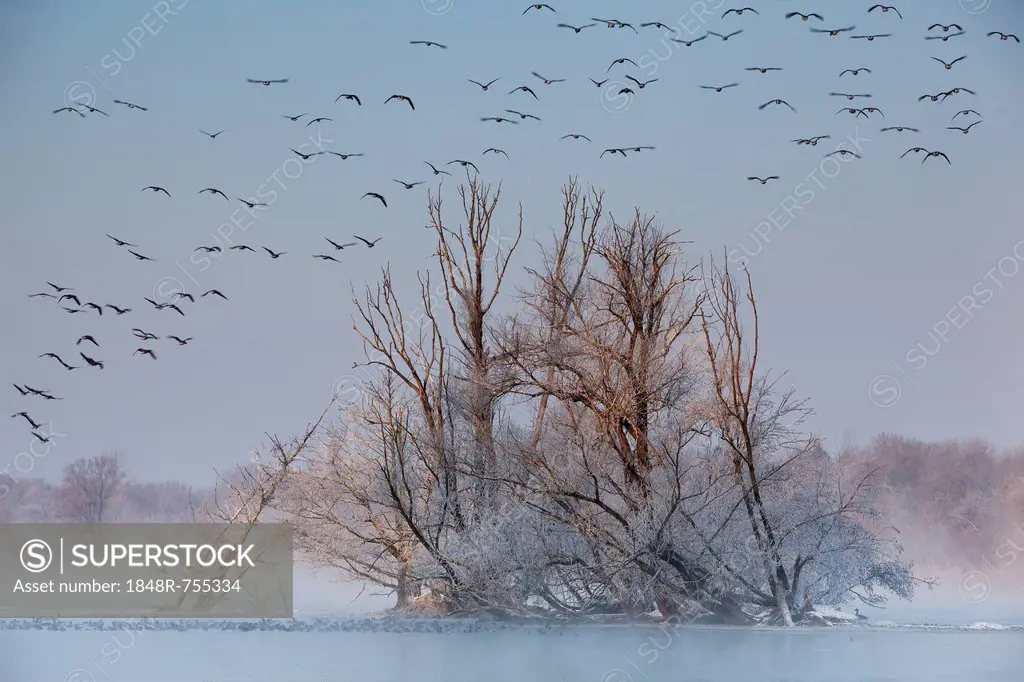 Wetlands on the Danube river in winter, Ingolstadt, Bavaria, Germany, Europe