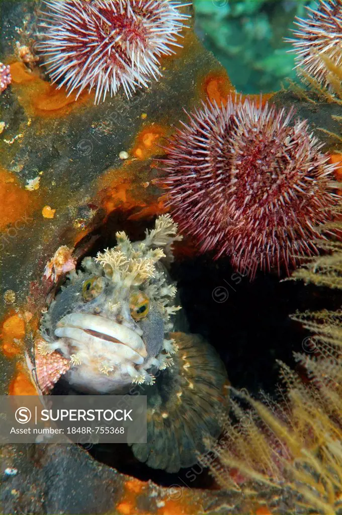 Japanese warbonnet or Fringed blenny (Chirolophis japonicus), Japan Sea, Russian Far East, Primorsky Krai, Russian Federation