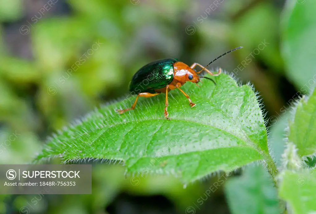 Dogbane Leaf beetle (Chrysochus auratus), Tandayapa region, Andean mist rainforest, Ecuador, South America