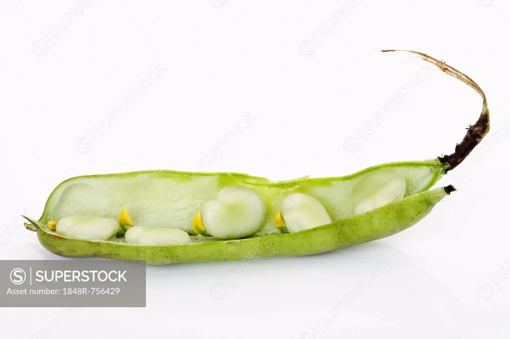 Broad Beans (Vicia faba)
