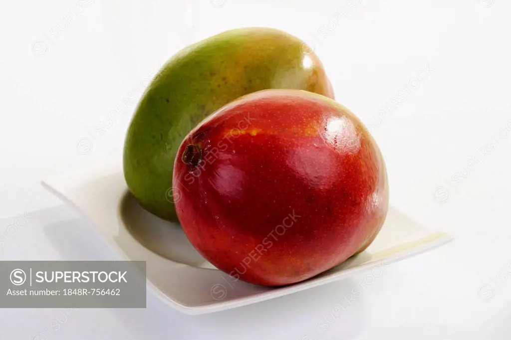 Mango (Mangifera indica)