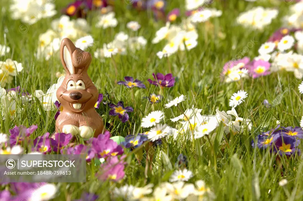 Chocolate bunny in a flower meadow