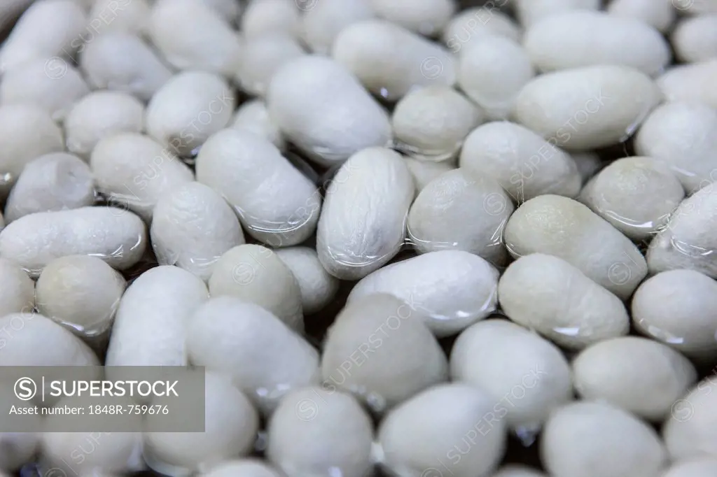 Silkworm cocoons, silk thread production, Turkey